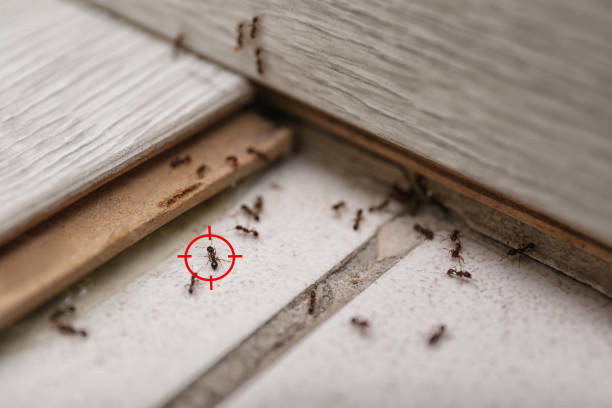 Best Pest Prevention Services  in Menifee, CA