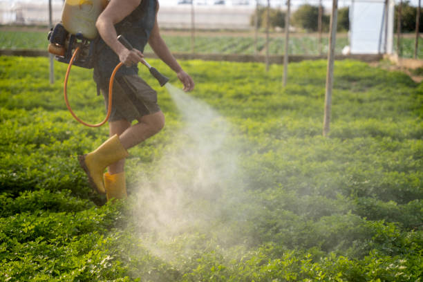 Best Wasp Removal Services  in Menifee, CA