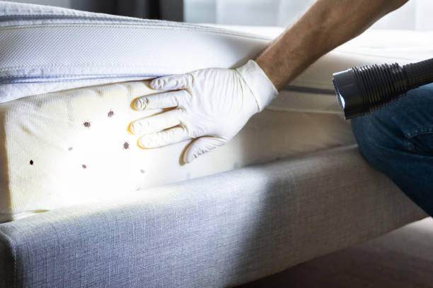 Best Residential Pest Control  in Menifee, CA