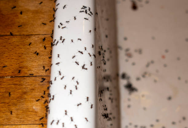 Best Exterminator Services  in Menifee, CA