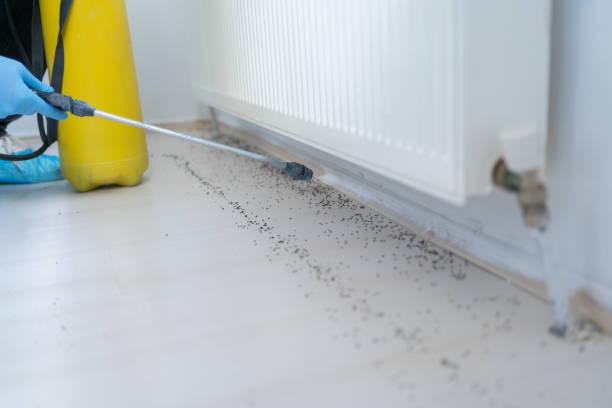 Best Rat Extermination Near Me  in Menifee, CA