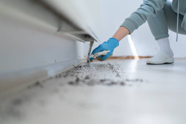 Best Local Pest Control Services  in Menifee, CA